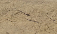 Cyprinodon rubrofluviatilis