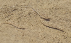 Cyprinodon rubrofluviatilis