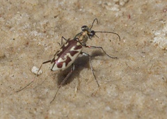 Ellipsoptera cuprascens
