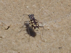 Ellipsoptera cuprascens