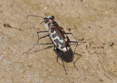 Cicindela hirticollis