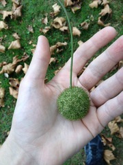 Platanus occidentalis