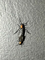 Plecia nearctica