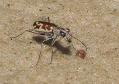 Ellipsoptera cuprascens