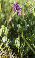 Dactylorhiza traunsteineri