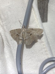 Iridopsis vellivolata
