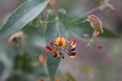Daviesia cordata