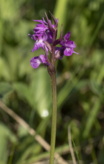 Dactylorhiza traunsteineri