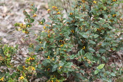 Bossiaea ornata