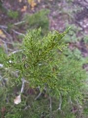 Juniperus ashei
