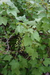 Ribes glabellum