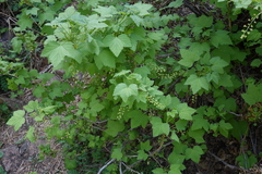 Ribes glabellum