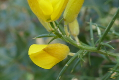 Ulex parviflorus