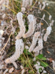 Trifolium angustifolium