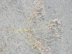 Trifolium angustifolium