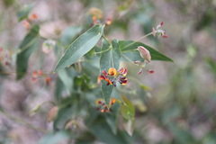 Daviesia cordata