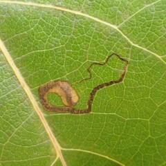 Stigmella salicis