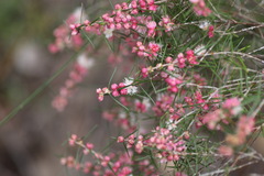 Hypocalymma angustifolium