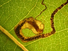 Stigmella salicis