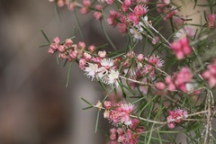 Hypocalymma angustifolium