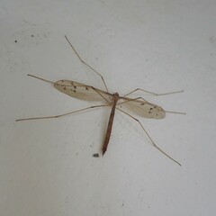 Tricyphona
