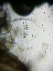 Sessilida