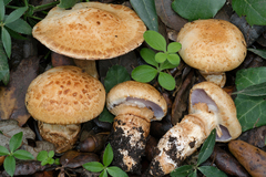 Cortinarius caligatus