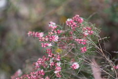 Hypocalymma angustifolium