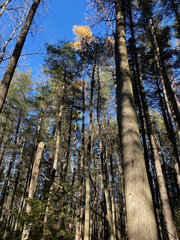 Chamaecyparis thyoides