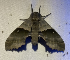Pachysphinx modesta