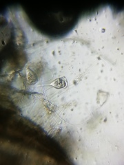 Sessilida