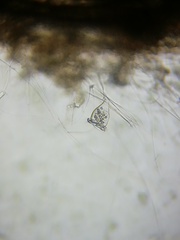 Sessilida