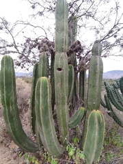 Isolatocereus dumortieri