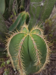 Isolatocereus dumortieri