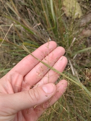 Eragrostis intermedia