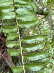 Nephrolepis exaltata