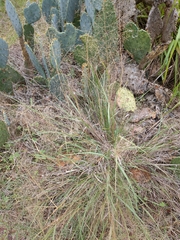 Eragrostis intermedia