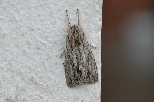 Asteroscopus sphinx