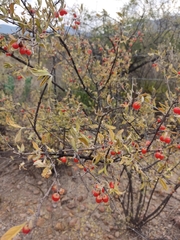 Lycium berlandieri
