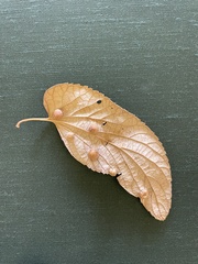 Pachypsylla celtidismamma