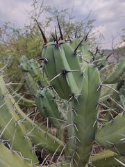 Myrtillocactus geometrizans
