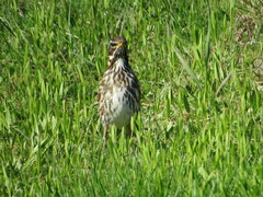 Turdus iliacus coburni
