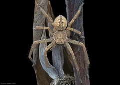 Olios