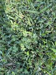 Stenotaphrum secundatum