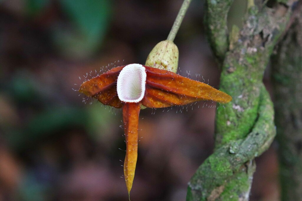 Subgenus Pararistolochia