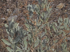 Eriodictyon tomentosum