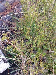 Hypericum brachyphyllum