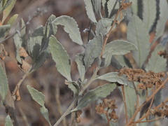 Eriodictyon tomentosum
