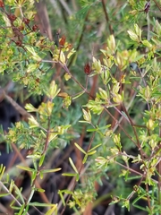 Hypericum brachyphyllum