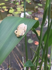 Hyperolius marmoratus